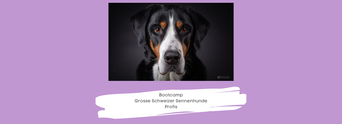 Bootcamp Große Schweizer Sennenhunde Profis