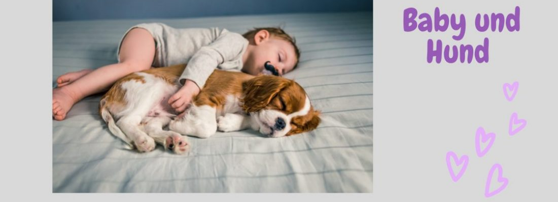 Baby und Hund (Onlineseminar)