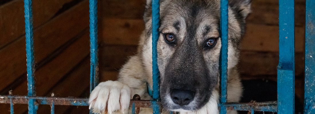 Tierschutzhunde und Hunde aus dem Ausland - Onlineseminar