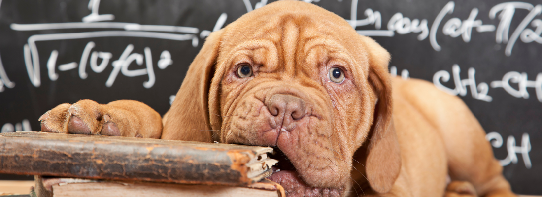 Workshop Schlaue Hunde