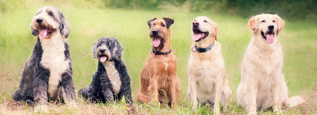 Social Walk – Gemeinsam unterwegs für Tierschutzhunde