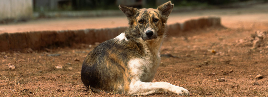 Bootcamp für Tierschutzhunde und Hunde aus dem Ausland